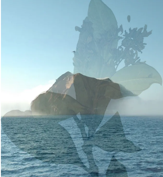 Extinct flower artwork